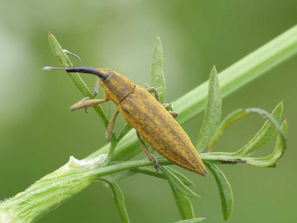 Lixus iridis